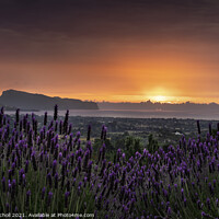 Buy canvas prints of Lavender sunrise Pollensa by Giles Rocholl