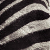 Buy canvas prints of Zebra skin fur by Giles Rocholl