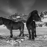 Buy canvas prints of Iceland horses in snow by Giles Rocholl