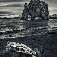 Buy canvas prints of Skull and sea stack Hvítserkur Iceland by Giles Rocholl