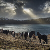 Buy canvas prints of Wild horses Iceland by Giles Rocholl