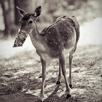 Buy canvas prints of Funny deer eating crisps by Giles Rocholl