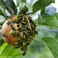 Buy canvas prints of Wasps and apple tree by Giles Rocholl