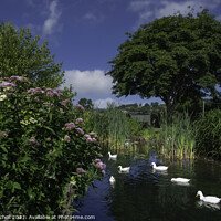 Buy canvas prints of Ducks on a pond by Giles Rocholl