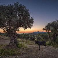Buy canvas prints of Sunrise Majorca donkey by Giles Rocholl