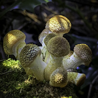 Buy canvas prints of Pretty Fungi cluster  by Giles Rocholl