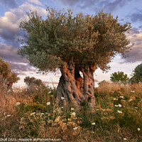 Buy canvas prints of Ancient olive tree Majorca by Giles Rocholl