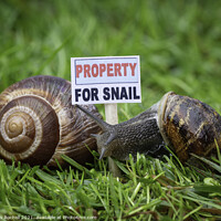 Buy canvas prints of Animal snail humour by Giles Rocholl