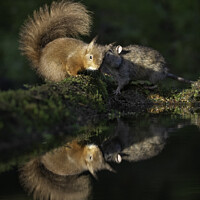 Buy canvas prints of Red squirrel and rat playing by Giles Rocholl