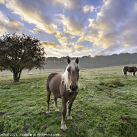 Buy canvas prints of Beautiful horses with tree in field by Giles Rocholl
