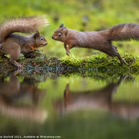 Buy canvas prints of Red squirrels playing Yorkshire by Giles Rocholl