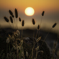 Buy canvas prints of Silhouette grass sunset Menorca by Giles Rocholl