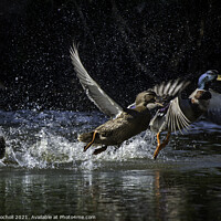 Buy canvas prints of Ducks in flight by Giles Rocholl