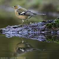 Buy canvas prints of Chaffinch Wensleydale Yorkshire by Giles Rocholl