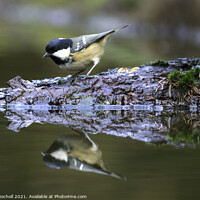 Buy canvas prints of Coal tit wildlife Yorkshire by Giles Rocholl