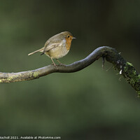 Buy canvas prints of Robin Wensleydale Yorkshire by Giles Rocholl