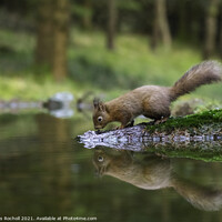 Buy canvas prints of Red squirrel Yorkshire by Giles Rocholl