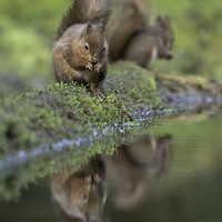 Buy canvas prints of Red squirrel Yorkshire by Giles Rocholl