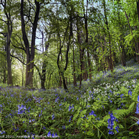 Buy canvas prints of Bluebells bluebell Yorkshire by Giles Rocholl
