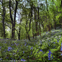Buy canvas prints of Bluebells and wild garlic Yorkshire by Giles Rocholl