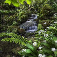 Buy canvas prints of Wild garlic and waterfall Yorkshire by Giles Rocholl