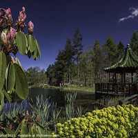 Buy canvas prints of Himalayan Gardens tourism Yorkshire by Giles Rocholl