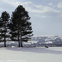 Buy canvas prints of Snowy fields Yorkshire by Giles Rocholl