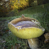 Buy canvas prints of Fungus fungi Boletus Yorkshire by Giles Rocholl