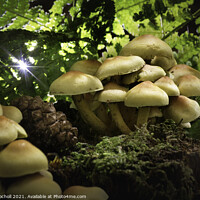 Buy canvas prints of Honey fungus Yorkshire by Giles Rocholl