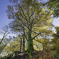 Buy canvas prints of Autumn Beech Tree Yorkshire by Giles Rocholl