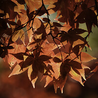 Buy canvas prints of Red Autumn Leaves Yorkshire by Giles Rocholl