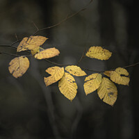 Buy canvas prints of Autumn leaves Yorkshire by Giles Rocholl