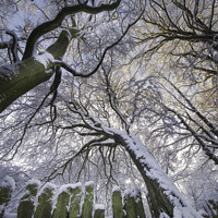 Buy canvas prints of Snow covered trees Yorkshire by Giles Rocholl