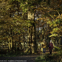 Buy canvas prints of Walking in woods autumn Yorkshire by Giles Rocholl