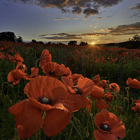 Buy canvas prints of Field of poppies Yorkshire by Giles Rocholl
