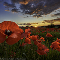 Buy canvas prints of Poppy field Yorkshire by Giles Rocholl