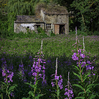 Buy canvas prints of Abandoned house and flowers Yorkshire by Giles Rocholl