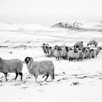 Buy canvas prints of Snow and sheep Yorkshire by Giles Rocholl