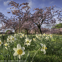 Buy canvas prints of Spring flowers Harrogate by Giles Rocholl