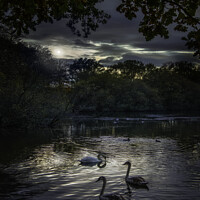 Buy canvas prints of Swans Golden Acre Park Yorkshire by Giles Rocholl