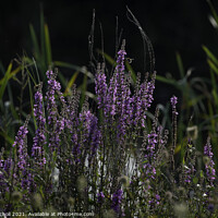 Buy canvas prints of Purple flowers Loosestrife by Giles Rocholl