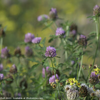 Buy canvas prints of Red Clover Wild Flowers by Giles Rocholl