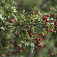 Buy canvas prints of Red hawthorn berries by Giles Rocholl