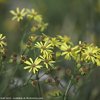Buy canvas prints of Yellow wild flowers Ragwort by Giles Rocholl