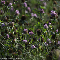 Buy canvas prints of Red Clover Wild Flowers by Giles Rocholl