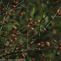 Buy canvas prints of Rose hips Autumn by Giles Rocholl