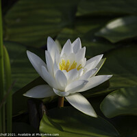 Buy canvas prints of White Water Lilly by Giles Rocholl