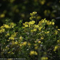 Buy canvas prints of Yellow wild flowers  by Giles Rocholl