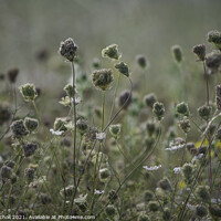 Buy canvas prints of Wild grasses seed heads by Giles Rocholl