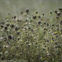 Buy canvas prints of Wild carrot seeds heads by Giles Rocholl